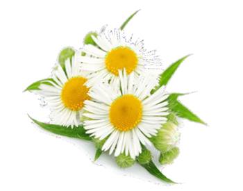 Garnier Camomila Banner